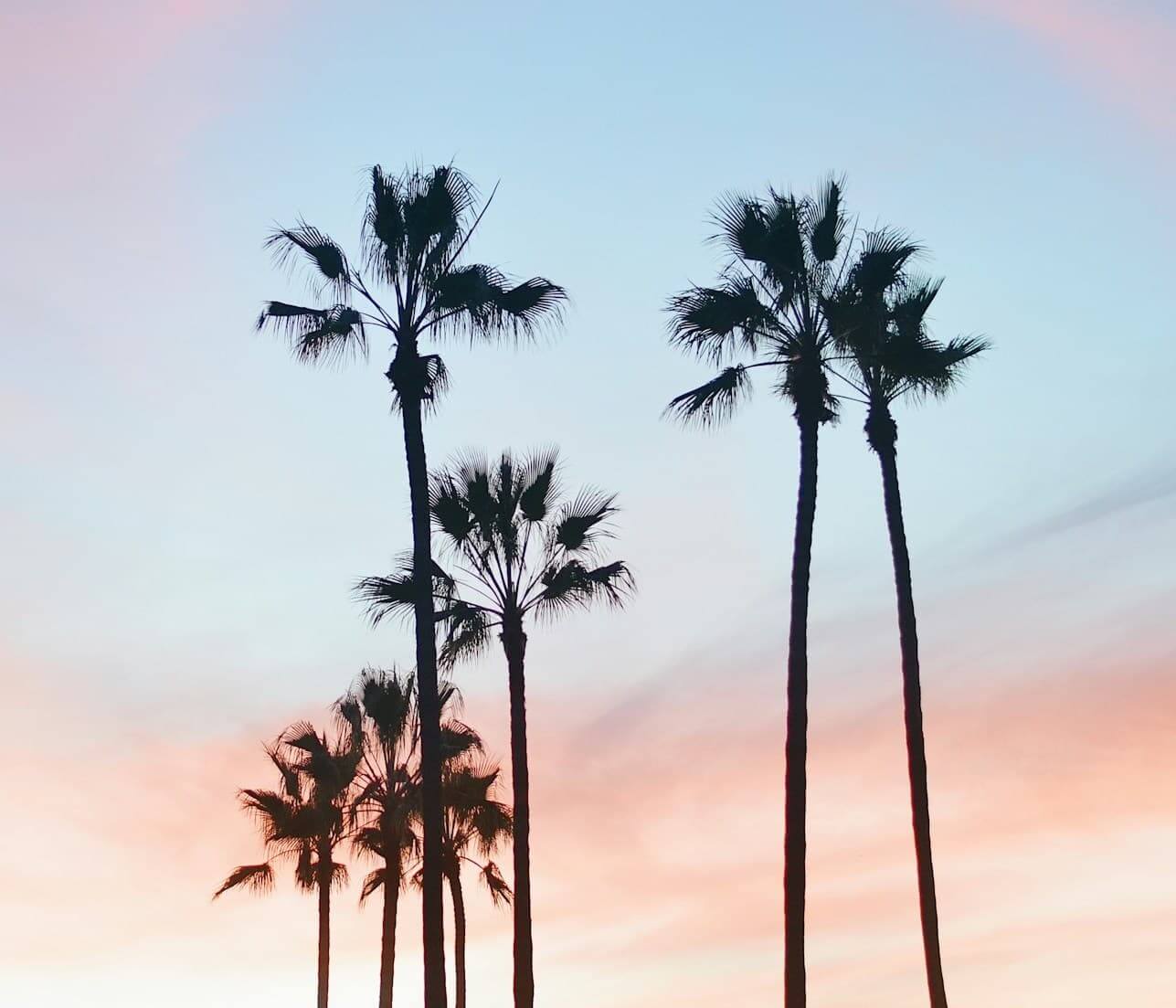 Palm trees